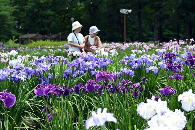 ハナショウブ鮮やか１万株　芽室公園で見頃