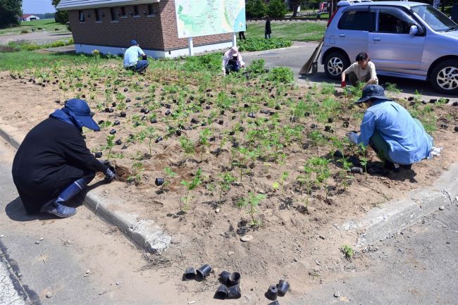 幸福駅にコスモスの苗植える　ピンクリボン月間に鮮やかに咲いて