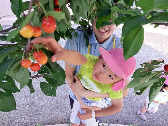 「甘くておいしい」屈足保育園児がサクランボ狩り　新得