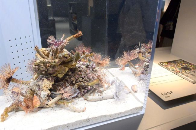 【写真】かわいいペンギン見て　モユク札幌２０日オープン