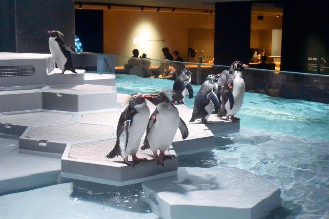 かわいいペンギン見て　モユク札幌２０日オープン