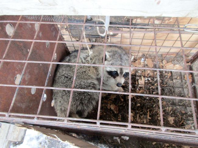 アライグマ急増、前年上回るペース　帯広市内すでに４６頭捕獲