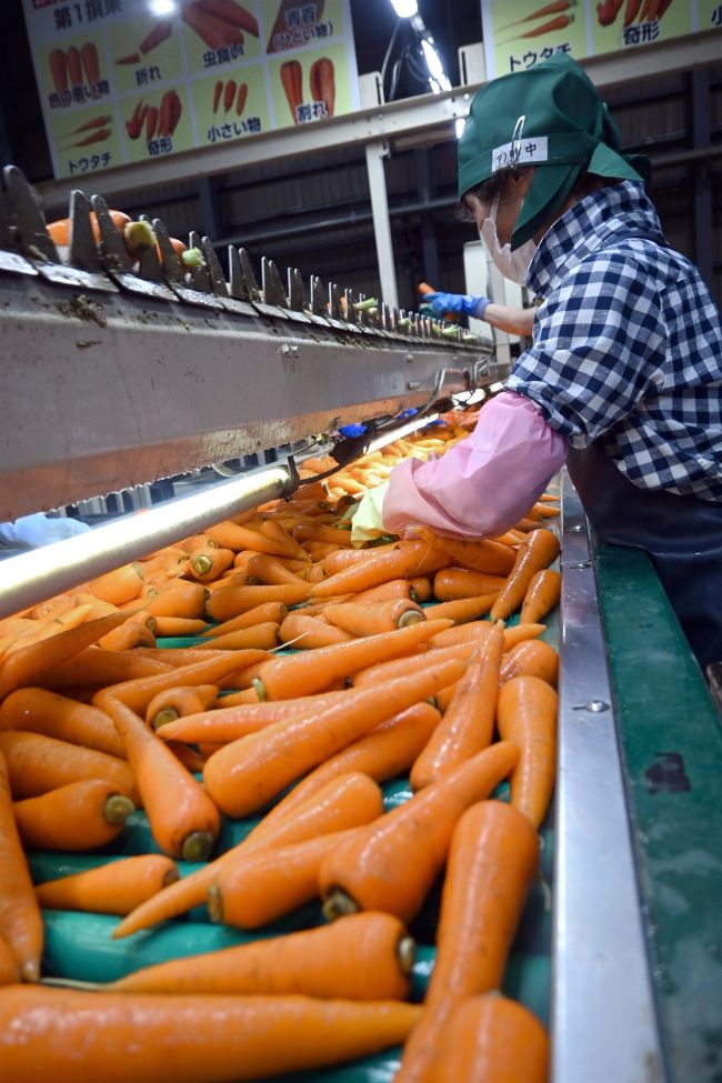 新鮮ニンジン全国へ　一大産地の音更で出荷開始