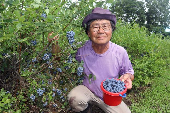 今年は早くて大豊作！　清水のいずみ園でブルーベリー狩り開始