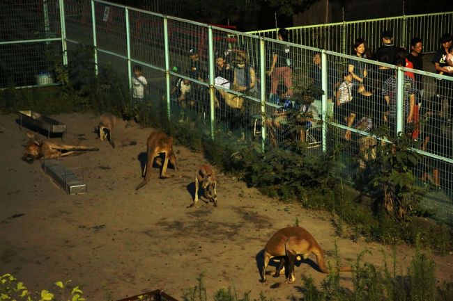 「よるの動物園」いつもと違う動物たちに興奮　おびひろ動物園