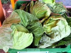 道見農場で生産する「さらべつきゃべつ」