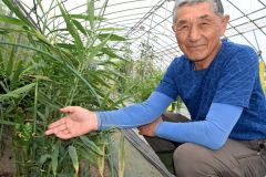 和田さん方で花を付けたショウガ
