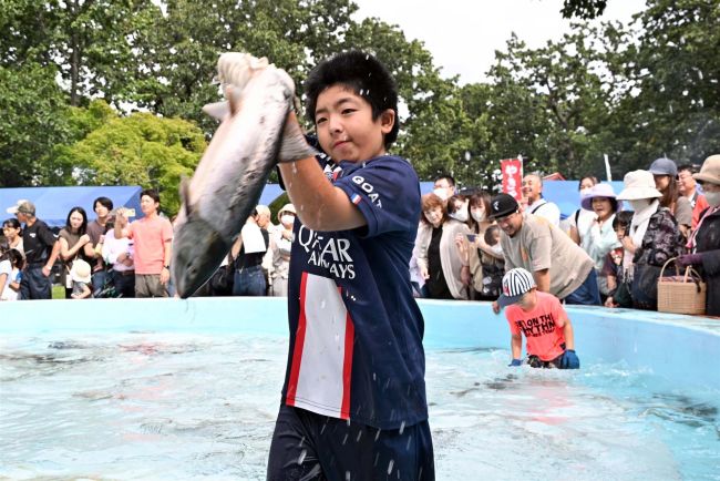 サケ躍動の秋 つかみ取りや伝統のマレック漁 「自然の恵み」に感謝