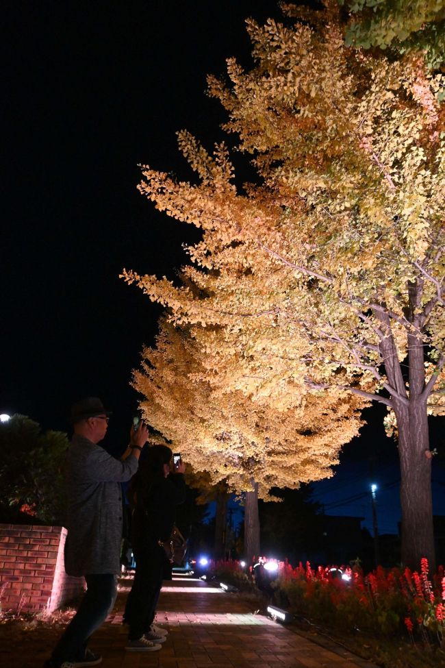 【写真】イチョウ並木、幻想的 音更むつみ公園沿いライトアップ