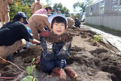 一緒に大きいサツマイモ掘ったよ　清水高生と園児が収穫 2