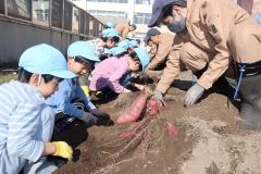一緒に大きいサツマイモ掘ったよ　清水高生と園児が収穫 3