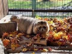 来園者の人気を集めている落ち葉に埋もれるエゾタヌキ。写真は「あめ」（雄、３歳）（おびひろ動物園提供）