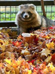 来園者の人気を集めている落ち葉に埋もれるエゾタヌキ。写真は「あめ」（雄、３歳）（おびひろ動物園提供）