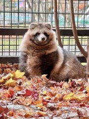 来園者の人気を集めている落ち葉に埋もれるエゾタヌキ。写真は「あめ」（雄、３歳）（おびひろ動物園提供）