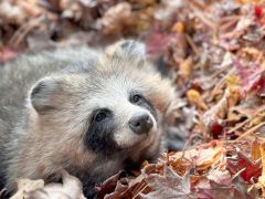 落ち葉に埋もれるエゾタヌキの「あん」（雌、１１歳）（おびひろ動物園提供）