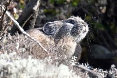 晩秋の日差しを浴びるエゾナキウサギ（２日、須貝拓也撮影）