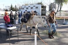 荷を背負って歩くどさんこをカメラに収めようと構える観客