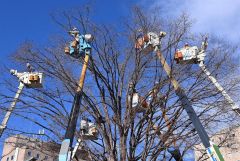 電飾の飾り付け作業が進むハルニレの木（１８日午前９時半ごろ、須貝拓也撮影）