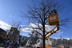 電飾の飾り付け作業が進む街路樹（１８日午前９時４５ごろ、須貝拓也撮影）