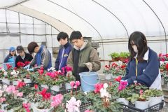 鉢花の手入れをする生徒ら