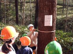 カラマツの直径を測る杉江さん(正面)