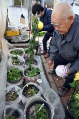 菊花の後じまい作業を行う坪会長（右）を手伝う音更菊花研究会のメンバー（同２人目）