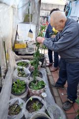 菊花の後じまい作業を行う坪会長（右）ら