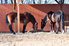 おびひろ動物園馬ふれあい舎オープン（金野和彦撮影）