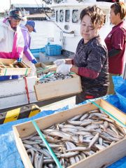 今年の漁初日に水揚げされたシシャモ（１０月、広尾町の十勝港）