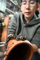 「火を噴くドラゴン」と言われるフィヤーサラマンダー