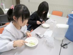 ヒイラギの葉の葉肉を歯ブラシで取り除く参加者