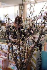 見頃の啓翁桜（役場１階）