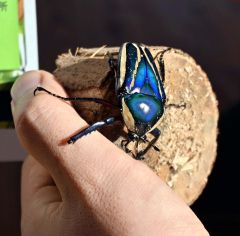日光に当たると特にきれいな青色に輝くシロヘリツノカナブン
