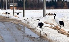 大樹町内で生息するタンチョウ。他町にも分布が広がっているとみられる