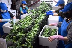 ブロッコリー「指定野菜」追加　管内産地で歓迎、農業者の励みに