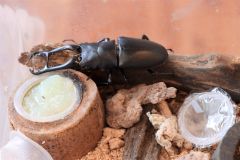 世界で最長の「ギラファノコギリクワガタ」