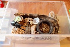 世界で最長の「ギラファノコギリクワガタ」