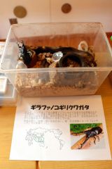 世界で最長の「ギラファノコギリクワガタ」