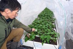音更町内のビニールハウスで順調に育っているサツマイモの苗