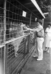 前年に南極から連れ帰ってきた犬と再会する植村さん。この機会に平原まつりに参加し盆踊りを踊った。これが最後の来帯となった（１９８３年８月１６日、おびひろ動物園で。同園提供）