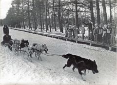 おびひろ動物園で飼育していたエスキモー犬の犬ぞり訓練の様子。子どもたちが見学に訪れている（グリーンパークで、同園提供）