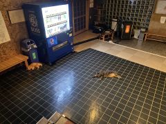ロビーの床暖房でまったりの休憩中