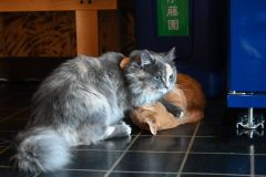 寝ていたちゃ～（オス推定１２歳）に、ちょっかいを出すやんちゃな性格のこはる（メス１０カ月）
