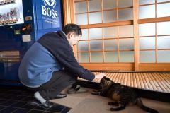 札幌から来た宿泊客を癒やす、キジトラの「さん」（オス５歳）