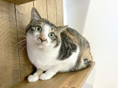 カメラにびっくりニャン