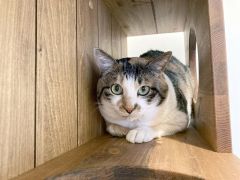 ３万匹に１匹と言われる三毛猫オス「サンタくん」（５歳）