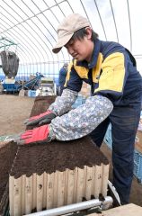 種の入ったペーパーポットに手際よく土をかぶせる内田代表（２７日、須貝拓也撮影）