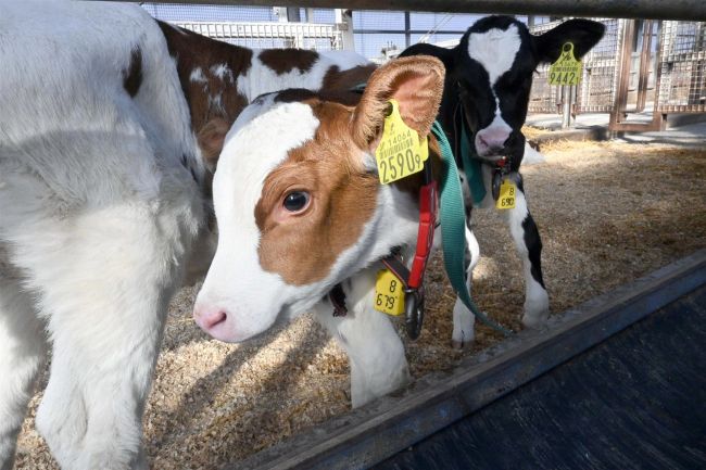 センサーで子牛の健康管理　２４時間見守り、異変はメールなどで通知
