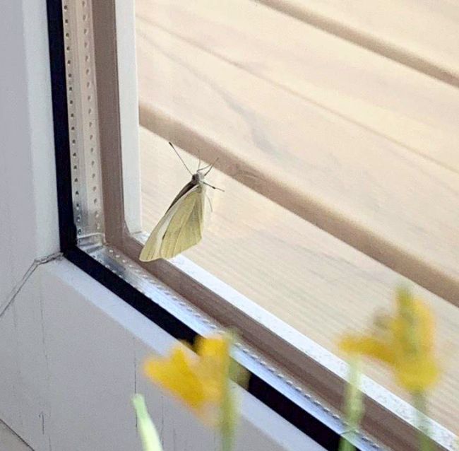 室内で蝶が羽化　一足早く春　音更町の会社員佐藤さん宅