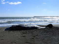 厚内漁港近くの海岸に漂着したマッコウクジラと見られる子ども（円子紳一通信員撮影）